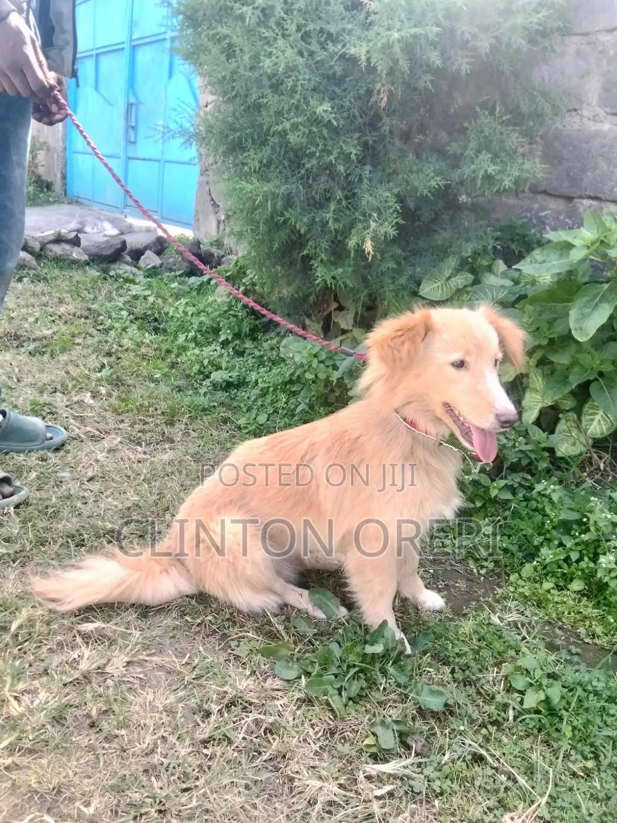 6-12 months Male Mixed Breed Border Collie