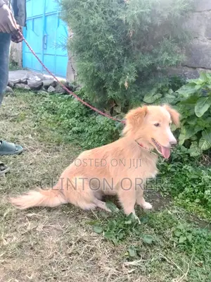 6-12 months Male Mixed Breed Border Collie