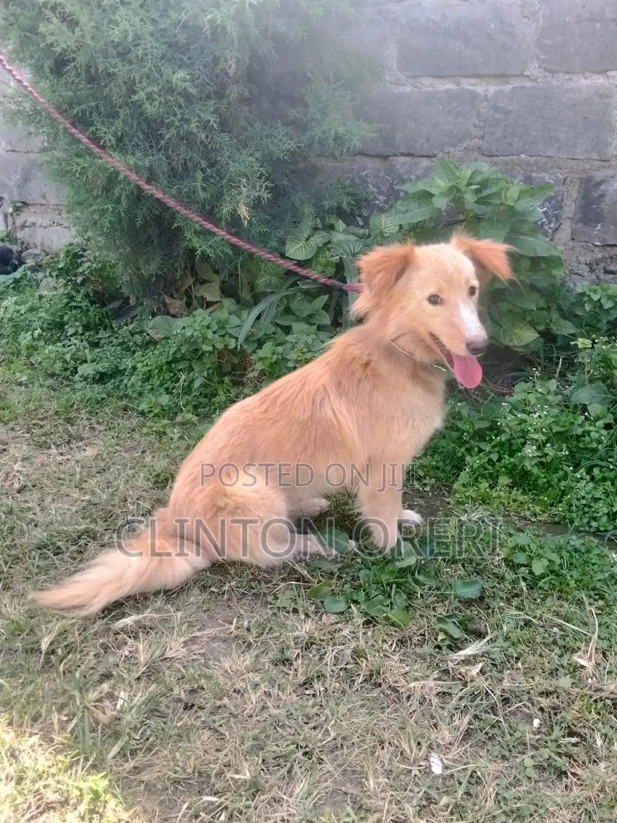 6-12 months Male Mixed Breed Border Collie