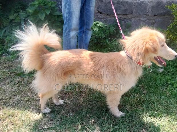 6-12 months Male Mixed Breed Border Collie - thumbnail 3
