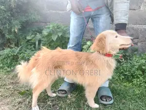 6-12 months Male Mixed Breed Border Collie
