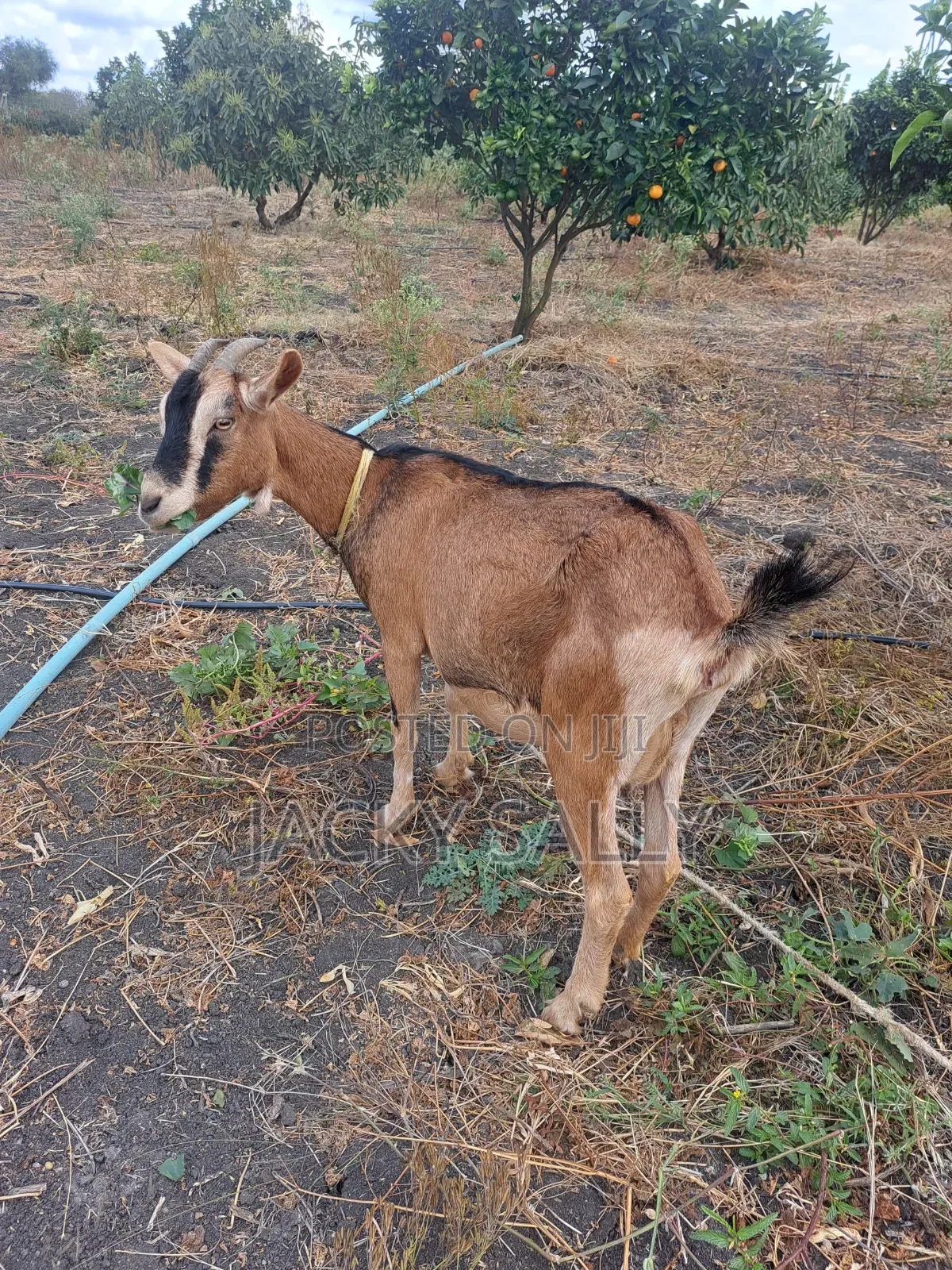 Mature Female Alpine Goats