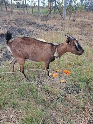 Mature Female Alpine Goats