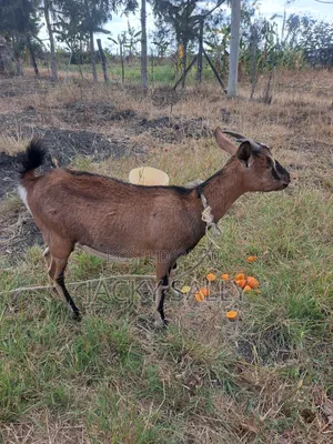 Mature Female Alpine Goats