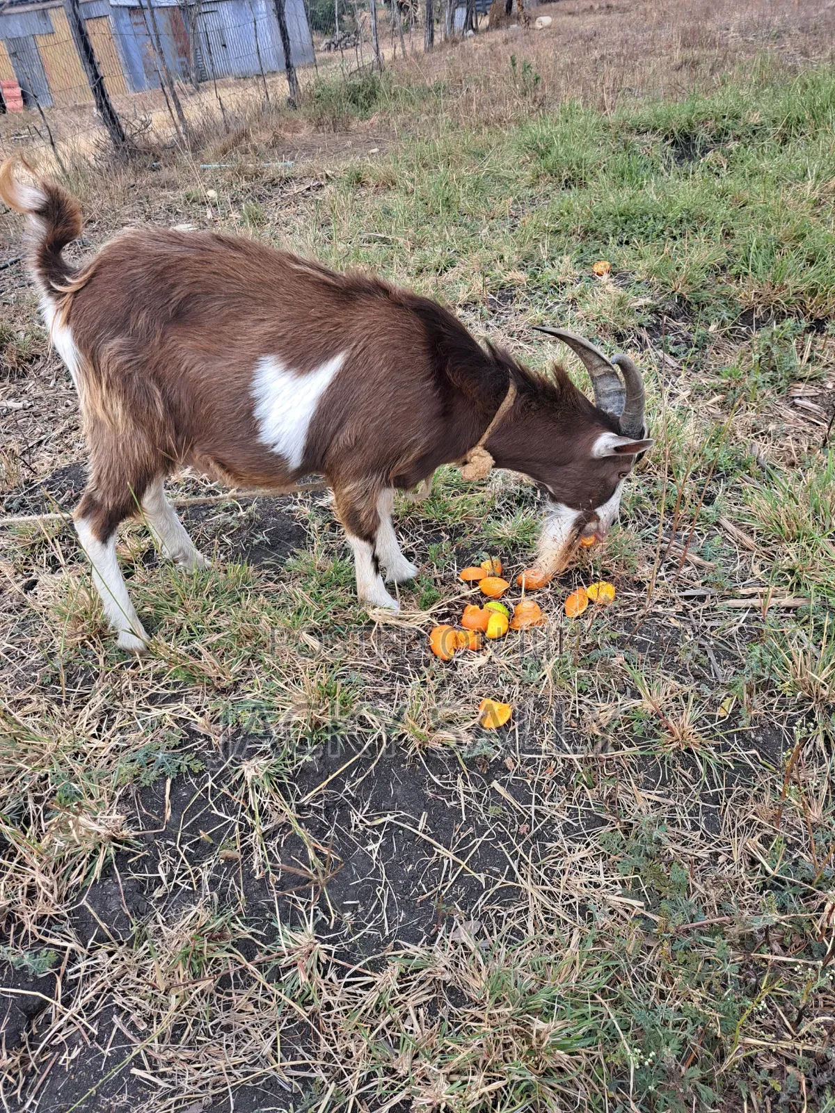 Mature Toggenburg Male