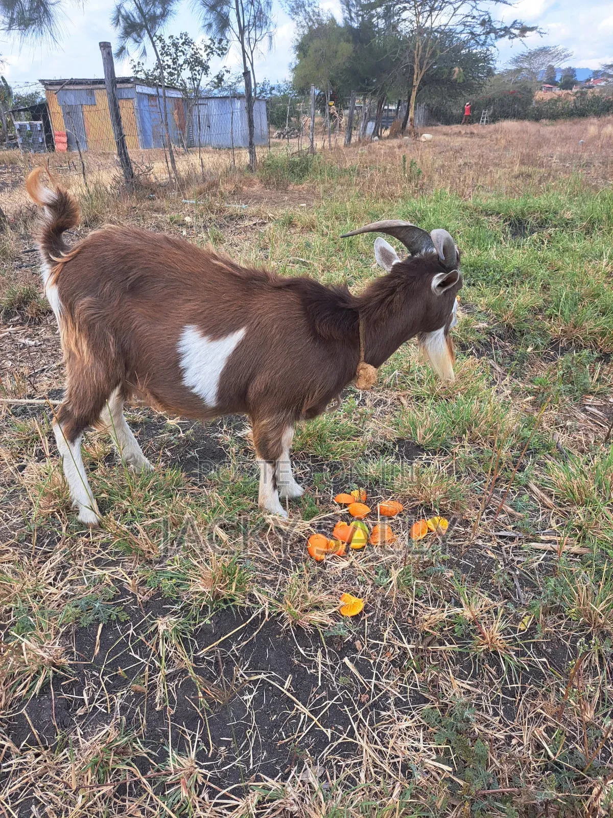 Mature Toggenburg Male
