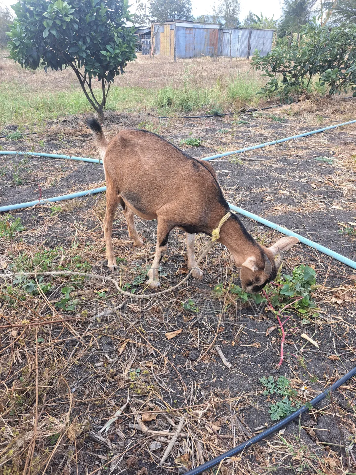 Mature Female Alpine Goats