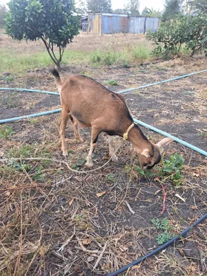 Mature Female Alpine Goats