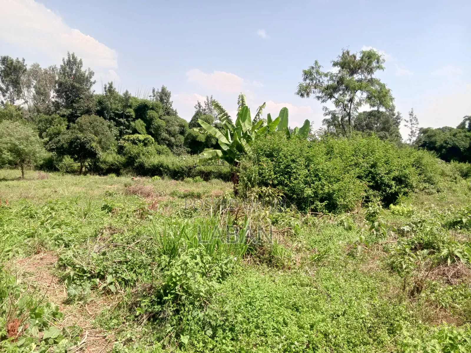 Mugumo Kamiti Rd 1/2