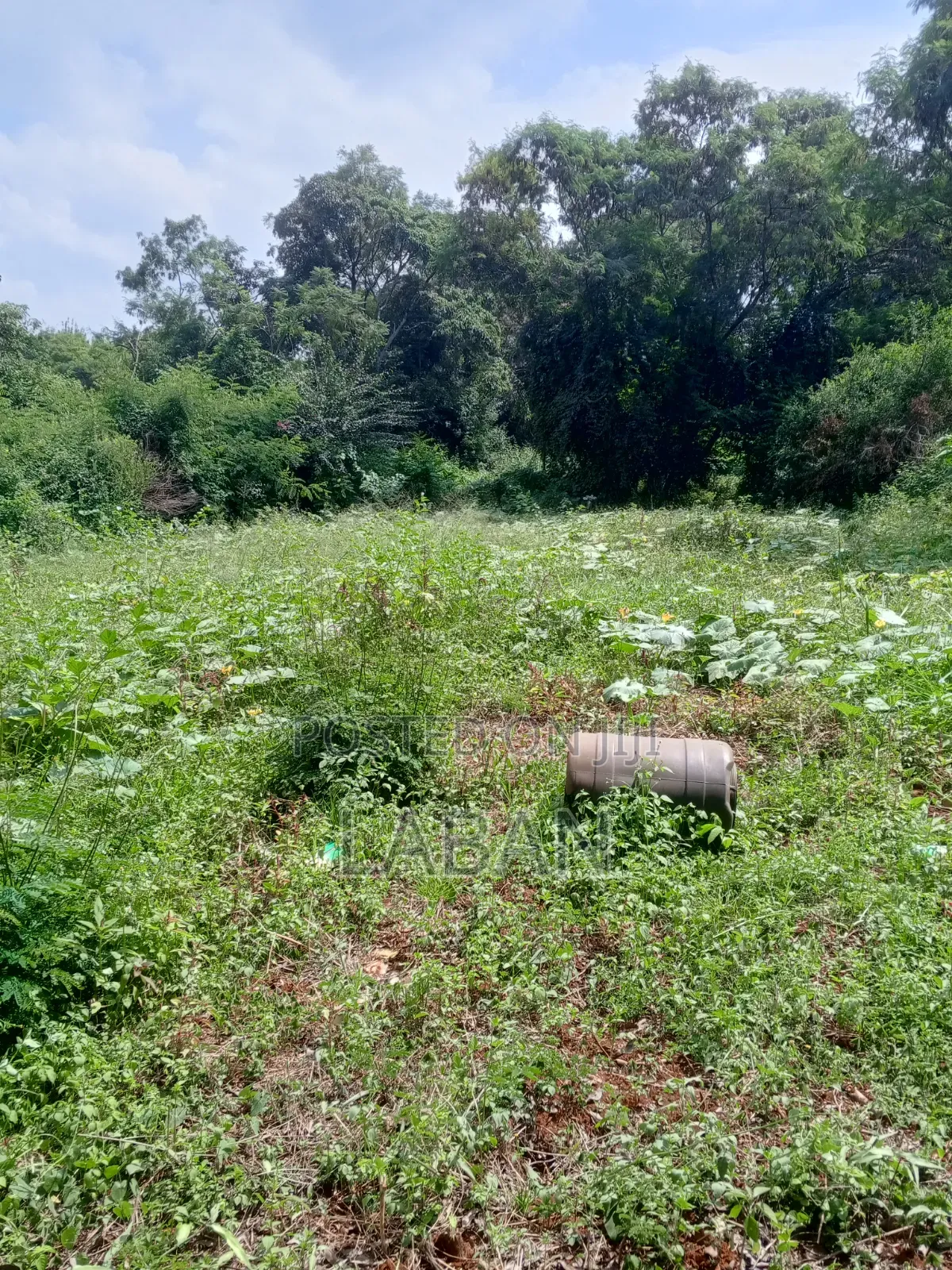 Mugumo Kamiti Rd 1/2