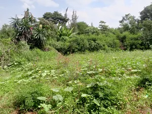 Mugumo Kamiti Rd 1/2