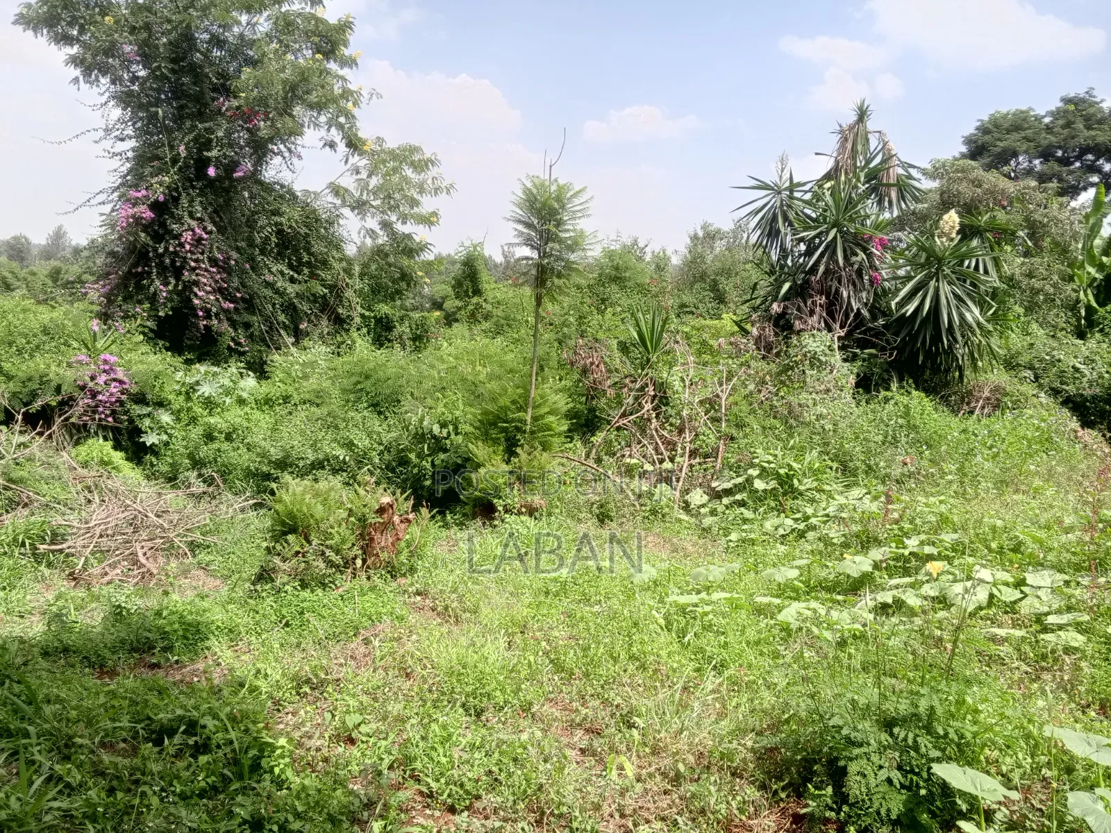 Mugumo Kamiti Rd 1/2