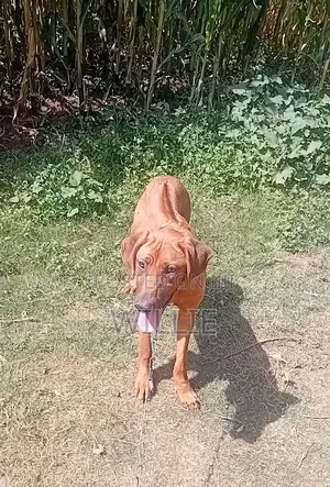 6-12 months Male Purebred Rhodesian Ridgeback