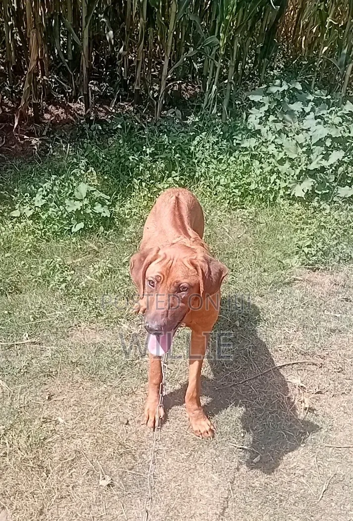 6-12 months Male Purebred Rhodesian Ridgeback