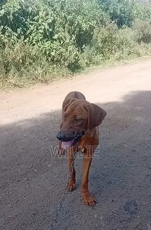 6-12 months Male Purebred Rhodesian Ridgeback