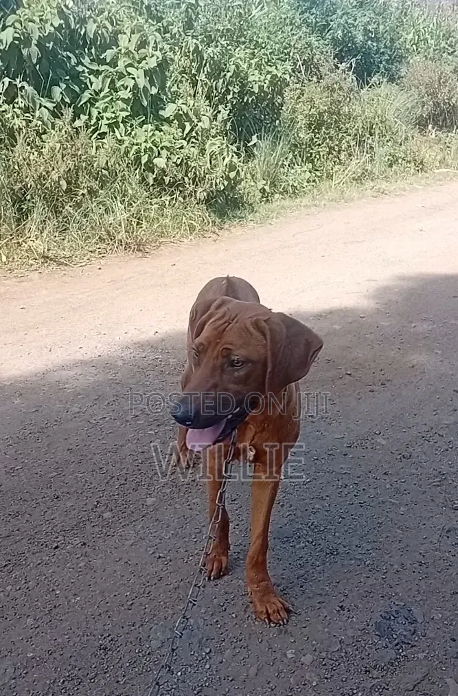 6-12 months Male Purebred Rhodesian Ridgeback