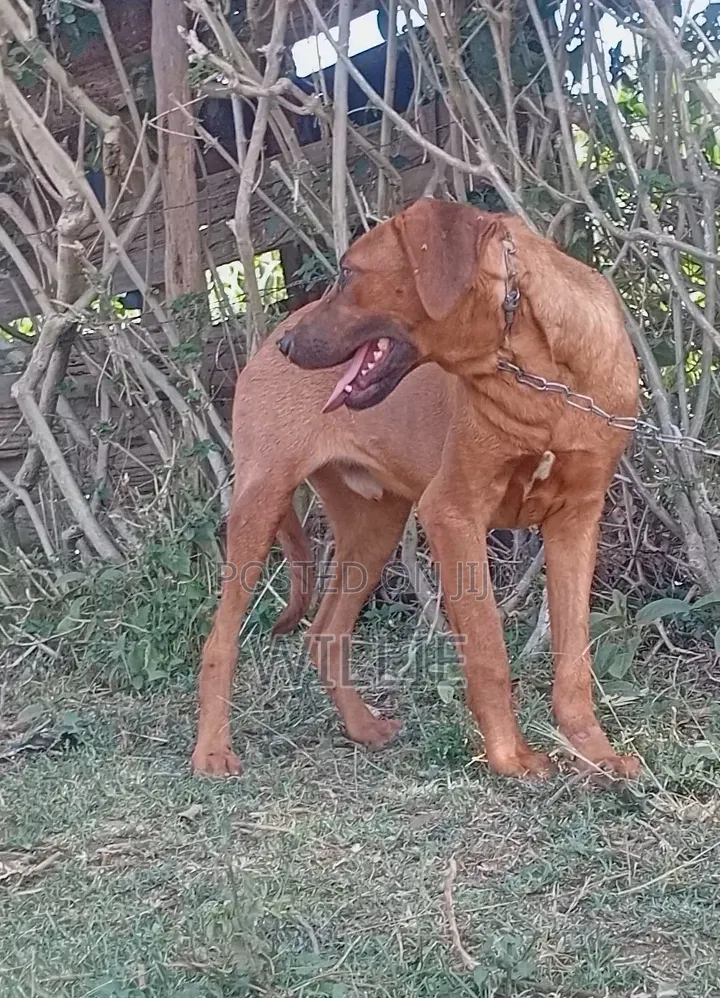 6-12 months Male Purebred Rhodesian Ridgeback