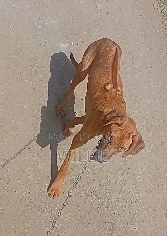 6-12 months Male Purebred Rhodesian Ridgeback