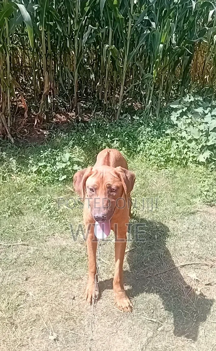 6-12 months Male Purebred Rhodesian Ridgeback