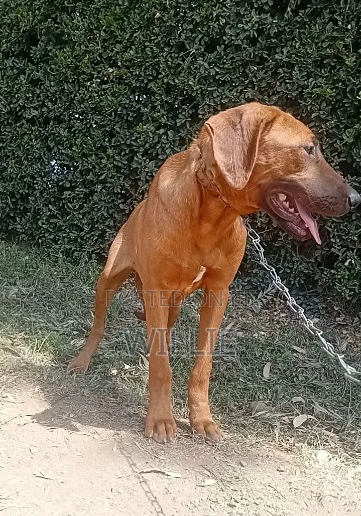 6-12 months Male Purebred Rhodesian Ridgeback