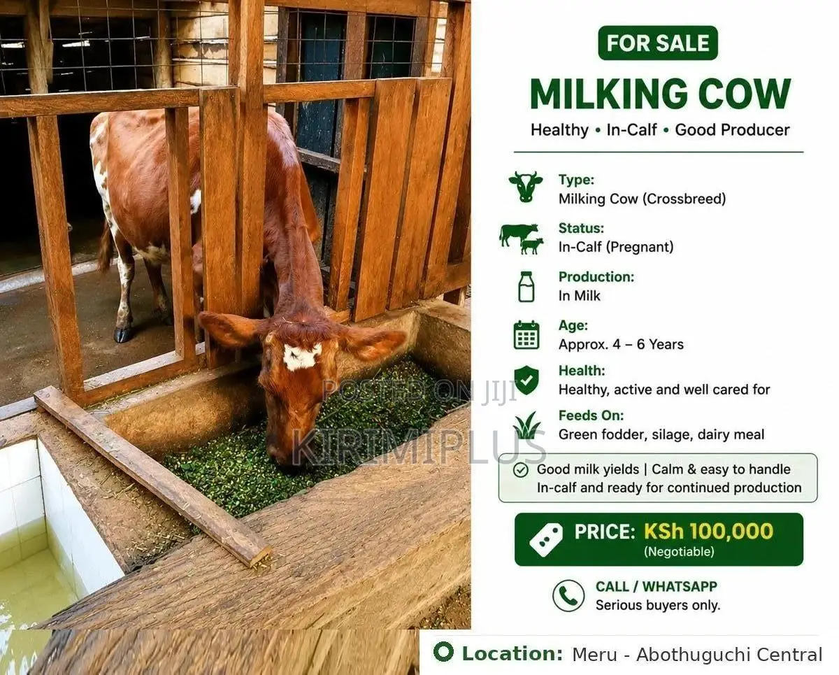 In-Calf Cow