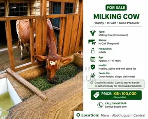 In-Calf Cow