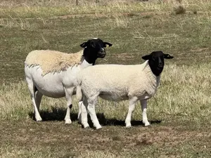 Dorper Sheep Black Headed Available