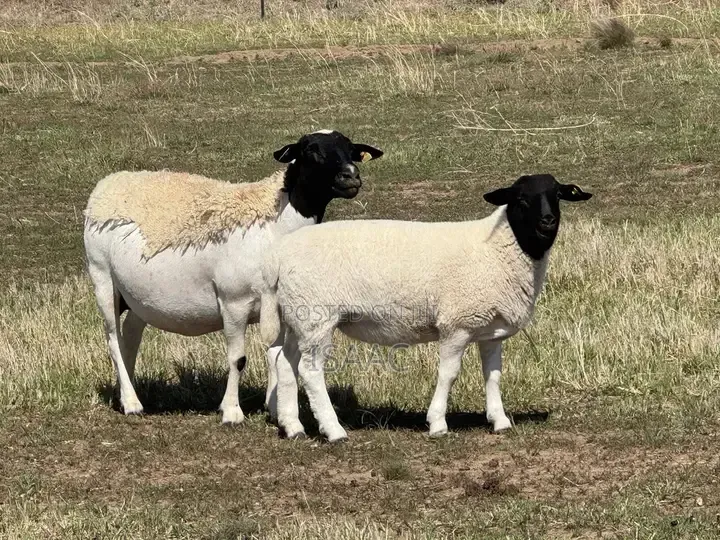 Dorper Sheep Black Headed Available