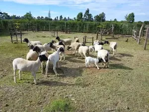 Dorper Sheep Black Headed Available
