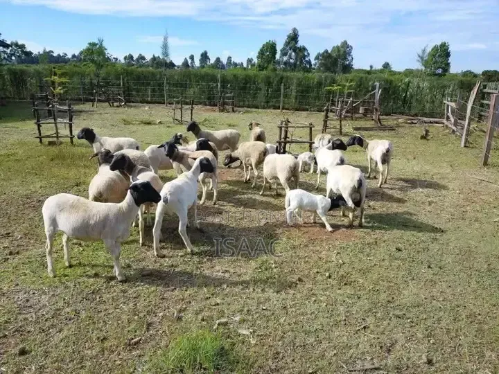Dorper Sheep Black Headed Available