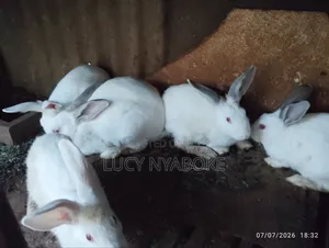 Rabbits for Sale