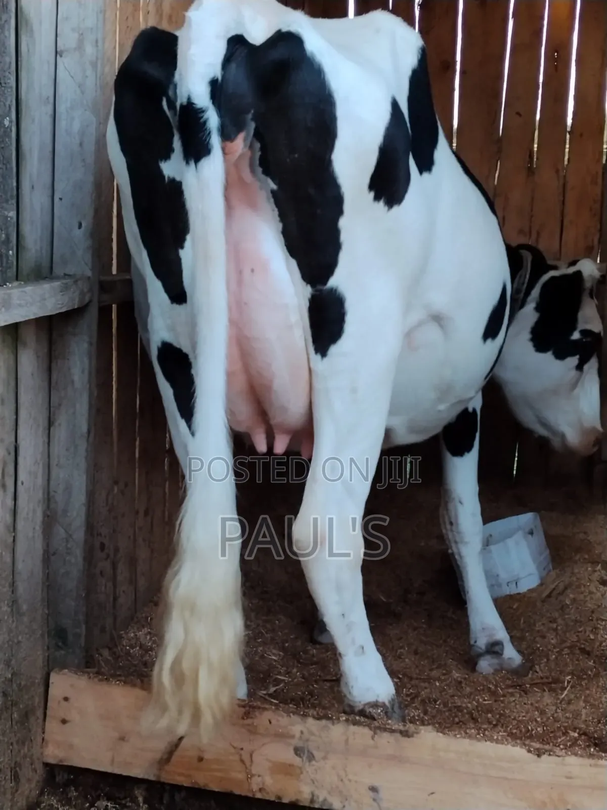 Pedigree Holstein