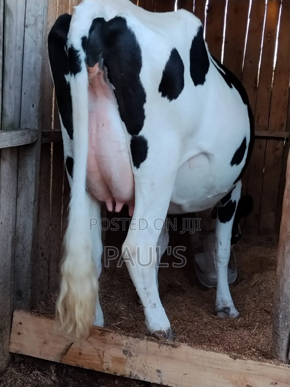 Pedigree Holstein