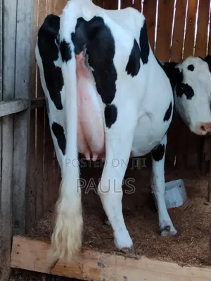 Pedigree Holstein
