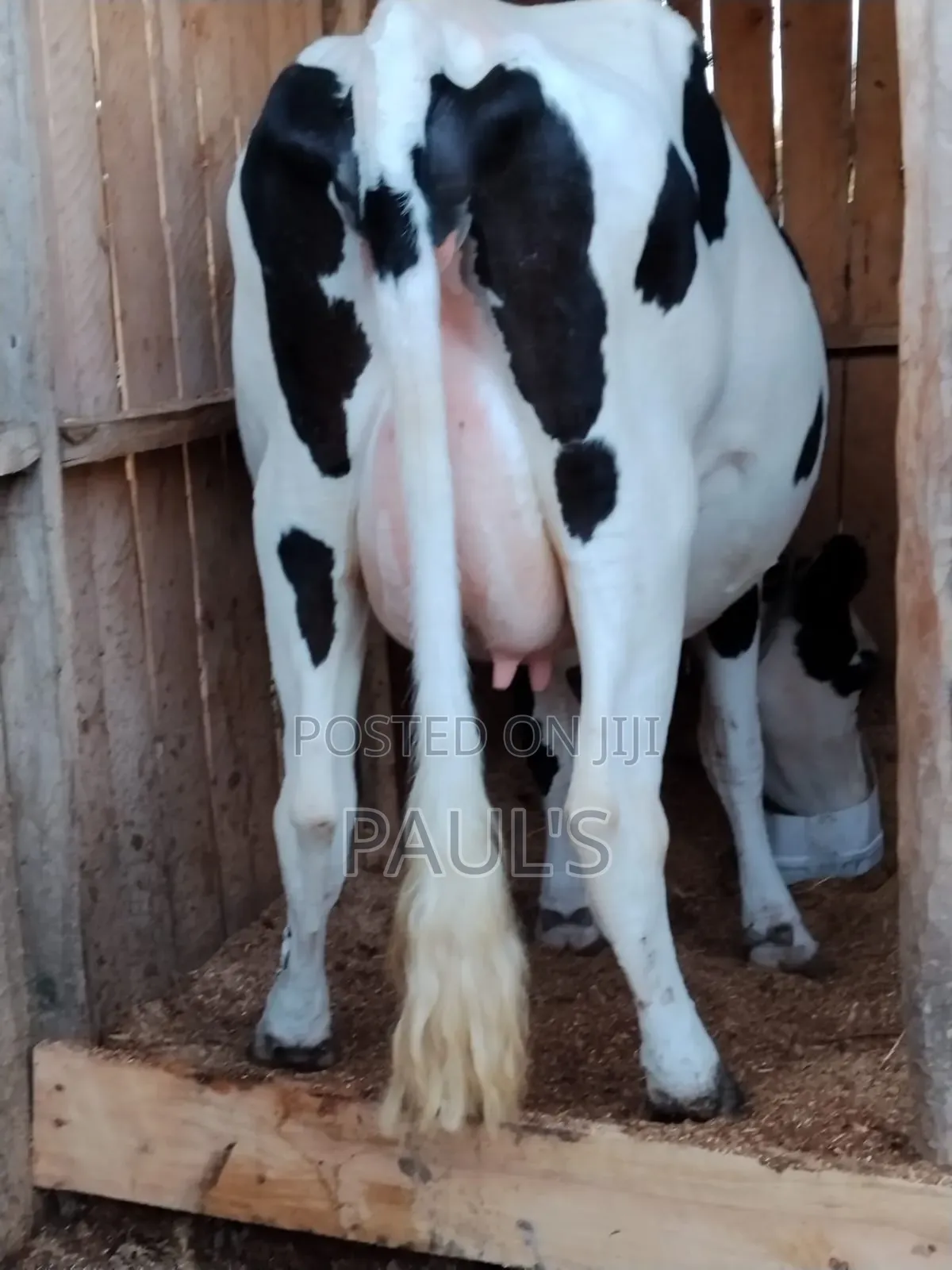 Pedigree Holstein