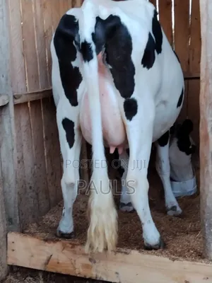 Pedigree Holstein