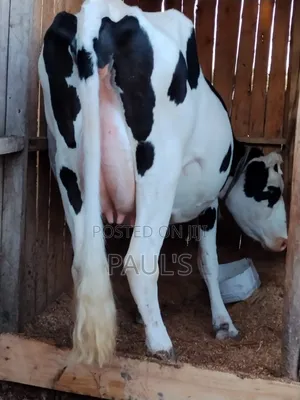 Pedigree Holstein