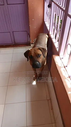 1+ year Female Purebred Boerboel