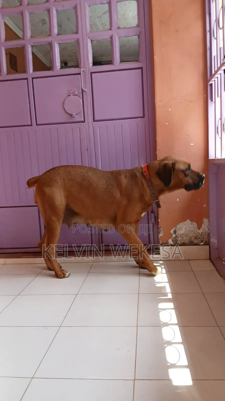 1+ year Female Purebred Boerboel