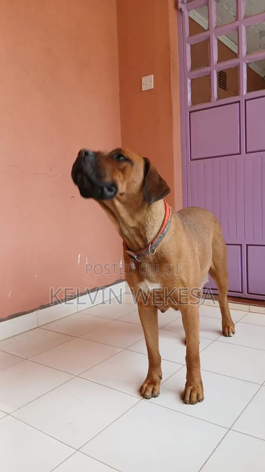 1+ year Female Purebred Boerboel