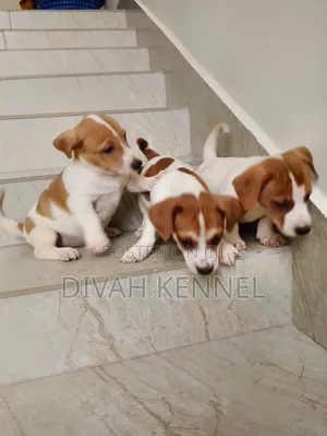 1-3 months Male Purebred Jack Russell Terrier