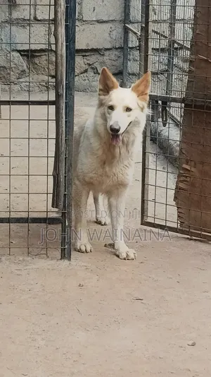 1+ year Female Purebred White Shepherd