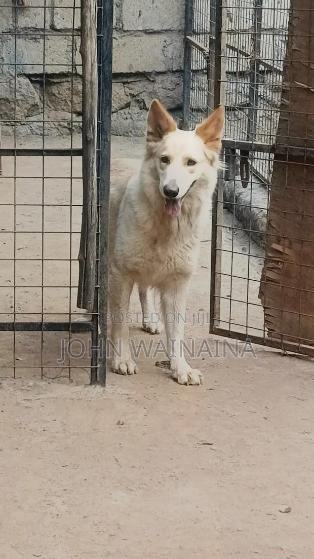 1+ year Female Purebred White Shepherd