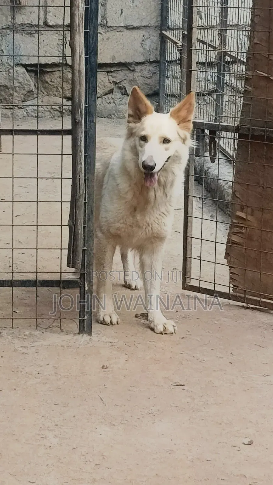 1+ year Female Purebred White Shepherd
