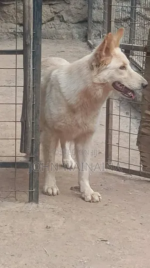 1+ year Female Purebred White Shepherd