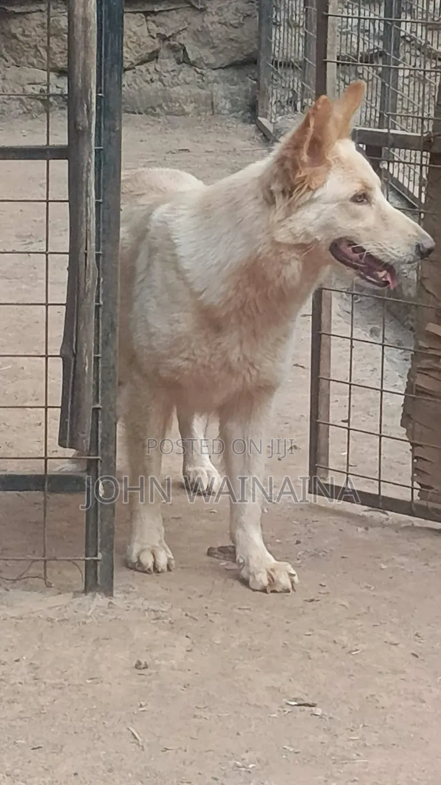 1+ year Female Purebred White Shepherd