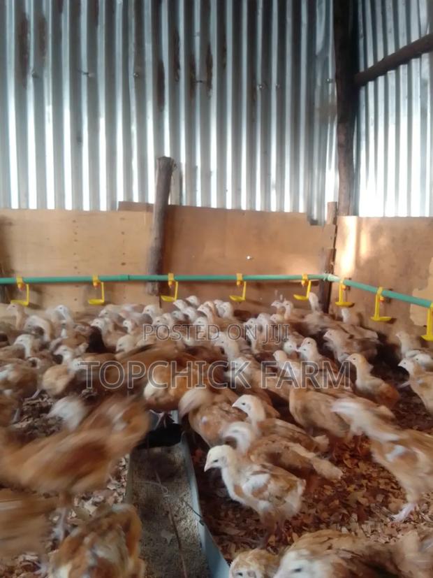 Fully Vaccinated Dual Purpose F1 Sasso Chicks - thumbnail 3