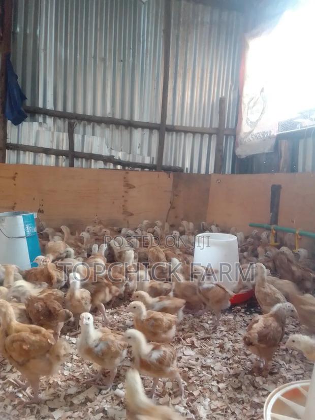 Fully Vaccinated Dual Purpose F1 Sasso Chicks - thumbnail 4
