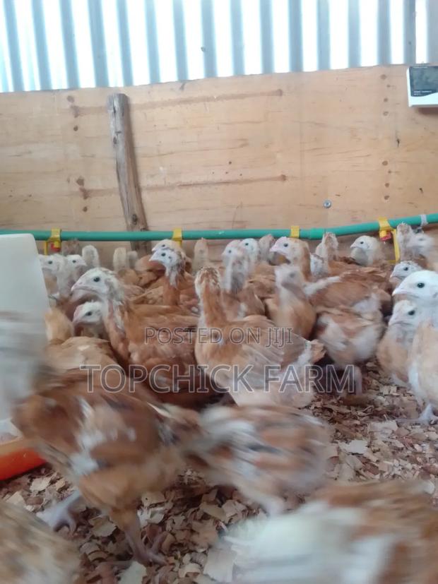 Fully Vaccinated Dual Purpose F1 Sasso Chicks - thumbnail 7