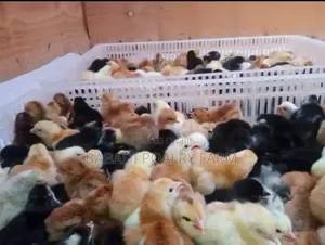 2 - 7day Old Kienyeji Chicks